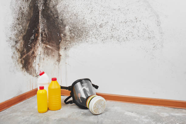 Home Mold Removal in Livonia, MI