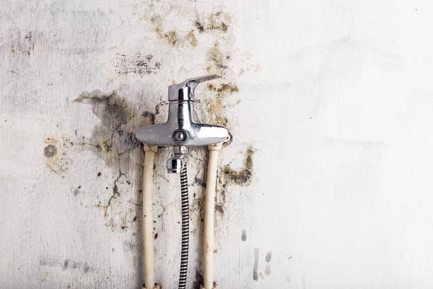 Best Black Mold Removal  in Livonia, MI
