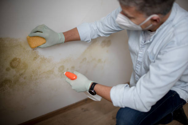 Certified Mold Removal in Livonia, MI