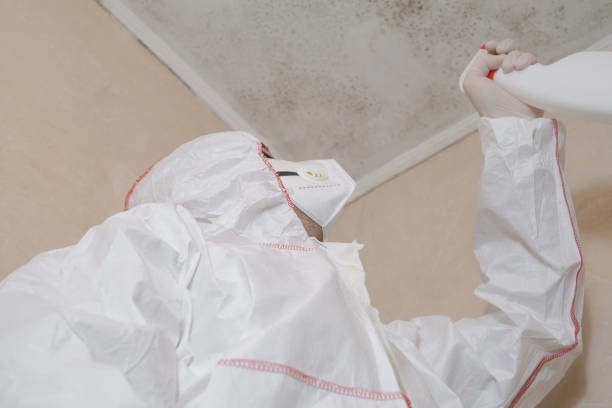 Professional Mold Removal in Livonia, MI