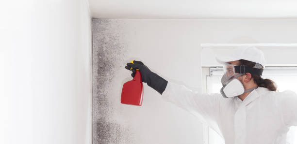 Trusted Livonia, MI Mold Removal Experts