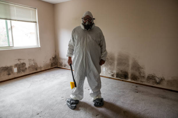 Attic Mold Removal in Livonia, MI